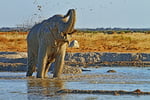 Elefant, Nxai Pan Nationalpark