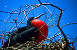 Prachtfregattvogel (Fregata magnificens) , Galapagos