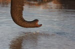 Elefant, Savuti Region, Chobe Nationalpark