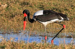 Sattelstorch (Ephippiorhynchus senegalensis), Moremi Game Reserve, Botswana