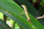 Anolis, Tortugera Nationalpark, Costa Rica