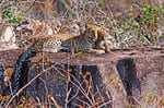 Leopard mit Baby,  Moremi Game Reserve, Okavango-Delta