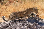 Leopard, Moremi Game Reserve, Okavango-Delta