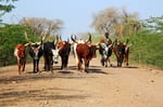Rinderherde am Lake Gemeri, Äthiopien