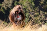Dschelada (Theropithecus gelada), Semien-Berge, Äthiopien