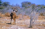 Kudu, Nxai Pan Nationalpark