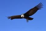 Anden-Kondor ( Vultur gryphus), Reserva Nacional Las Vicunas, Chile