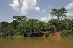 Regenwald, Sangha-Fluss, Republik Kongo