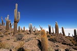 Isla Incahuasi, Salar de Uyuni, Bolivien