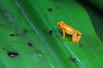 Goldfrosch,  Kaieteur National Park, Guayana