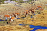 Vicunas, Salar de Surire, Chile