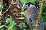 Kahnschnabel (Cochlearius cochlearius), Costa Rica