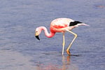 Andenflamingo, Lago Chaxa, Salar de Atacama, Chile