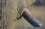Elefant, Chobe Nationalpark
