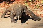 Komodowaran, Komodo