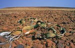 Welwitschia, Skelettküste