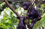 Bonobo (Pan paniscus), D.R. Kongo