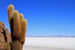Isla Incahuasi, Salar de Uyuni, Bolivien