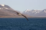Eissturmvogel, Adventfjord