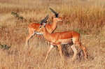 Impala, Moremi Game Reserve, Okavango-Delta