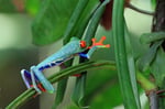 Rotaugenlaubfrosch, Tortugera Nationalpark, Costa Rica