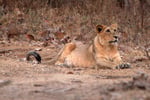 Asiatischer Löwe, Sasan Gir Nationalpark, Gujarat