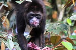 Schwarzer Brüllaffe (Alouatta caraya), Costa Rica