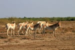 Asiatische Wildesel, Little Runn of Kutch, Gujarat