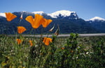 Andenmohn, Bariloche, Argentinien