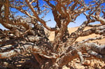 Weihrauchbaum, Wadi Dokah
