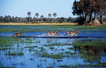 Lechwe, Moremi Game Reserve, Okavango-Delta