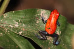 Erdbeerfrosch, Tortugera Nationalpark, Costa Rica