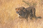Gepard