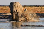 Elefant, Nxai Pan Nationalpark
