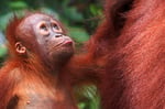 Orang Utan, Tanjung Puting Nationalpark, Borneo