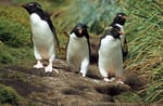 Felsenpinguin (Eudyptes chrysocome), Falklands