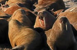 Walross, (Odobenus rosmarus), Spitzbergen