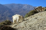 Ziegenherde bei Charang, Mustang