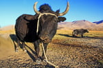 Yak, Pamir bei Alichur, Tadschikistan