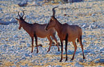 Kuhantilope, Etosha Nationalpark