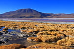 Laguna Colorada, Bolivien