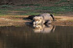 Sumpfkrokodil, Sasan Gir, Gujarat