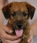 Aidan, 6.5 Wochen alt, ©Natalie Heimbach