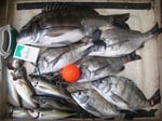 ４月１６日　磯から大迫さん　良型チヌ４６．５㎝を頭に６匹・アジ２６㎝を頭に６匹