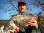 ４月１日　磯から北尾さん　チヌ４４．５㎝