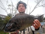 ４月７日　磯から住吉さん　良型チヌ４９．９㎝を頭に４匹