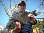 ４月１２日　磯から古庄さん　良型チヌ４５㎝