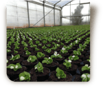 © Steiner Floralmanufaktur.