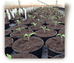 © Steiner Floralmanufaktur.