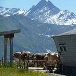 Alp Staviala Vedra, im Hintergrund Piz Terri